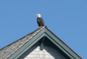Bald Eagle On Bald Head Island!