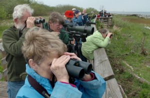bird watching