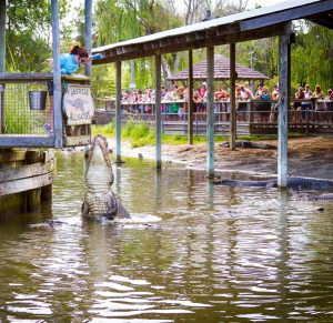 Alligator Adventure Vacation Planning Guide