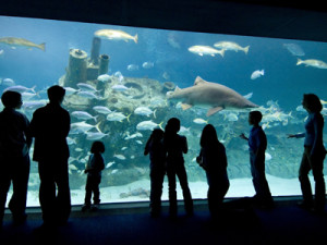 NC Aquariums Ft Fisher Vacation Planning Guide