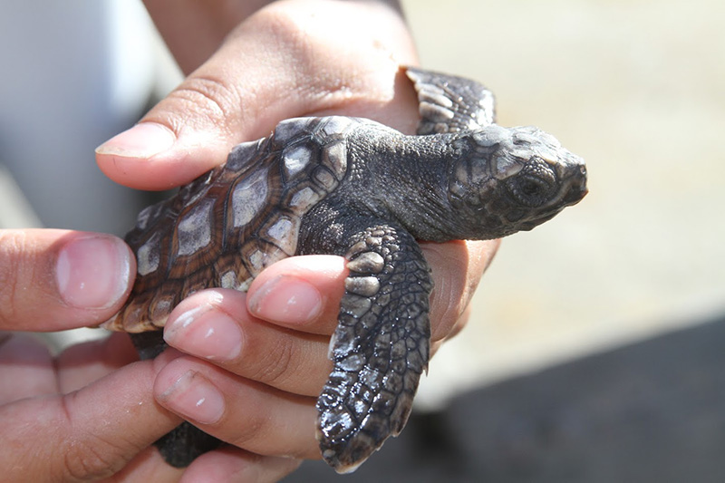 Research Shows Sea Turtles Navigate Using Magnetic Fields
